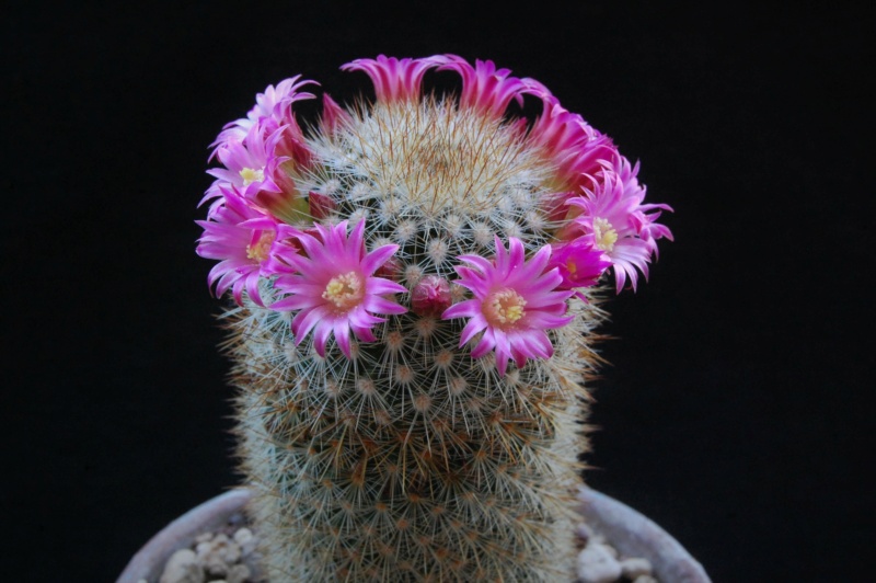 Mammillaria duoformis 