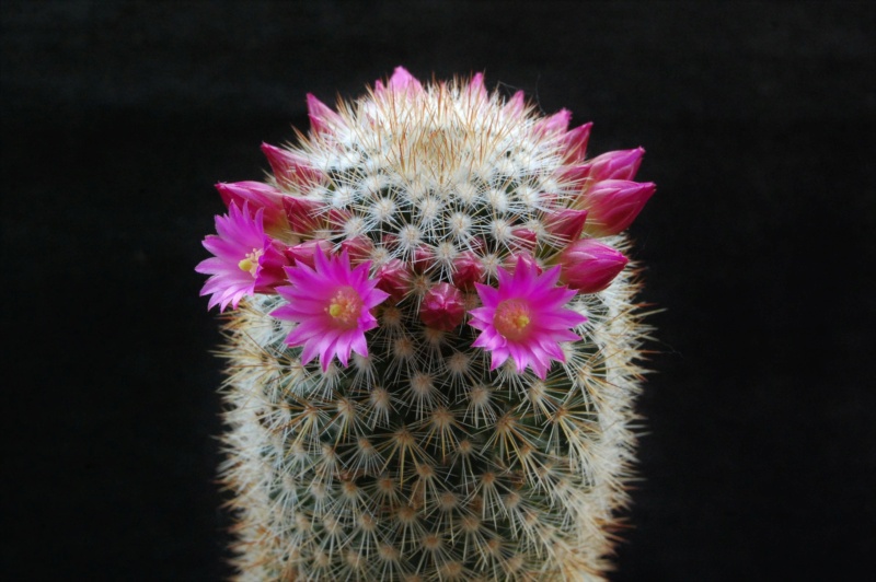 Mammillaria duoformis 