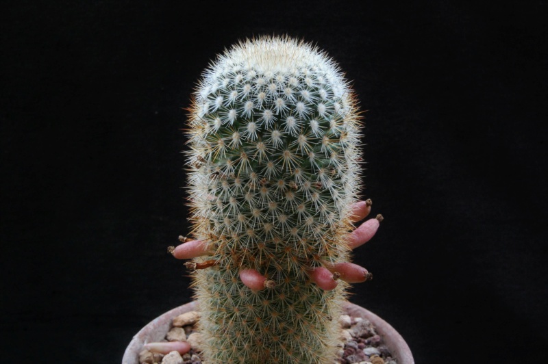 Mammillaria duoformis 