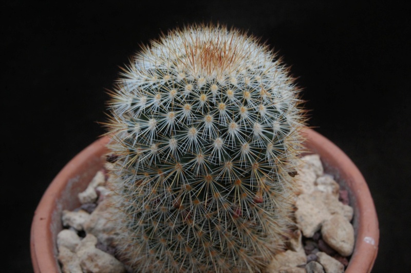 Mammillaria duoformis 