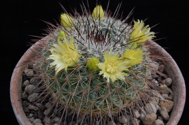 Mammillaria cobrensis ROG 734