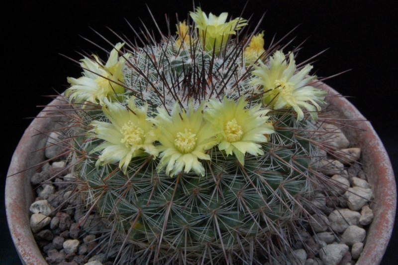 Mammillaria cobrensis ROG 734