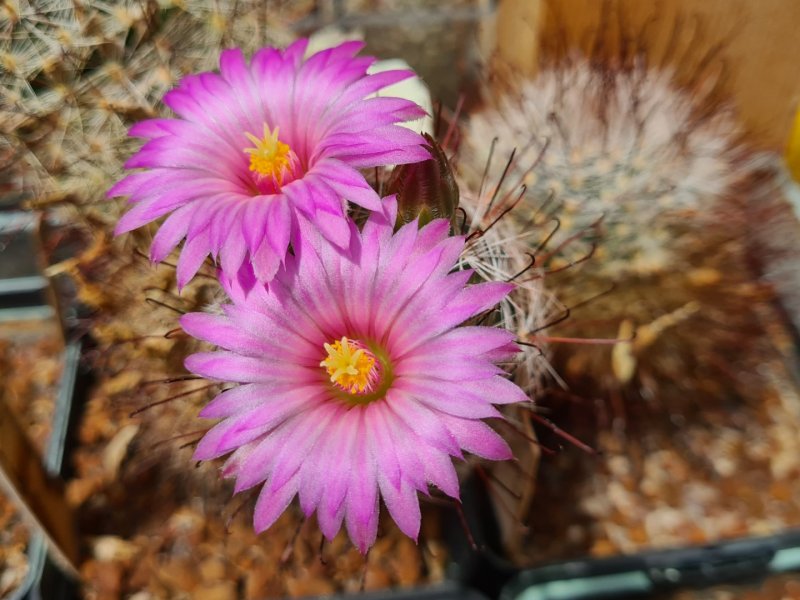 Mammillaria meridiorosei SB 668