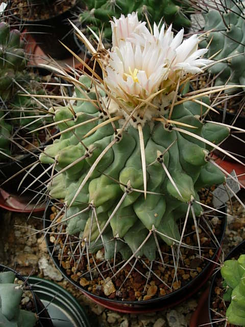 thelocactus rinconensis sb301