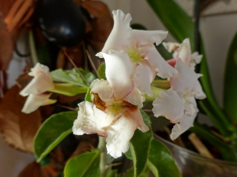Pachypodium saundersii 