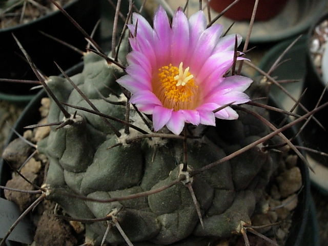 Thelocactus mirandus 