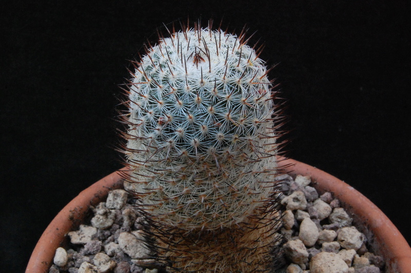 Mammillaria haageana REP 1678