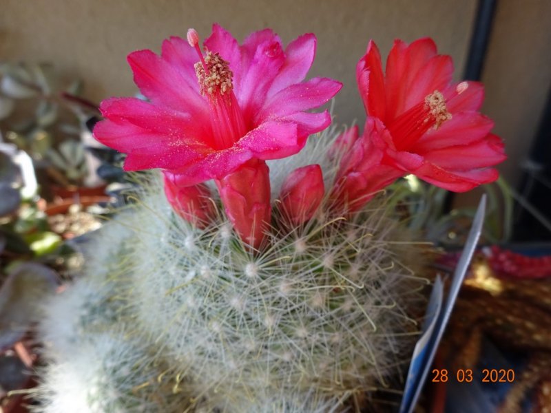 Mammillaria senilis 