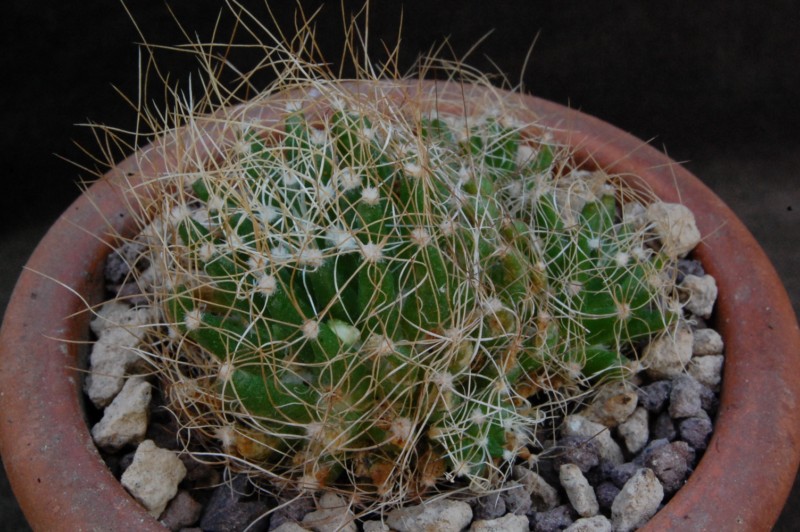 Mammillaria decipiens ssp. camptotricha v. albispina 