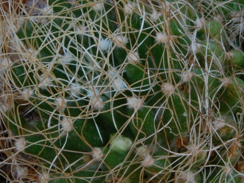 Mammillaria decipiens ssp. camptotricha v. albispina 