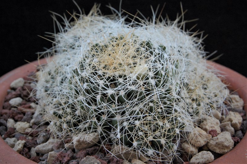 Mammillaria decipiens ssp. camptotricha v. albispina 