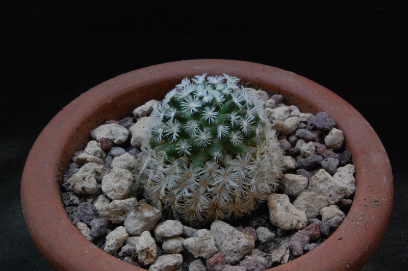 Mammillaria roemeri WH 193