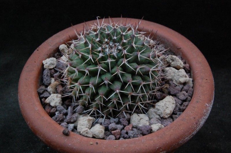 Mammillaria polyedra ML 346