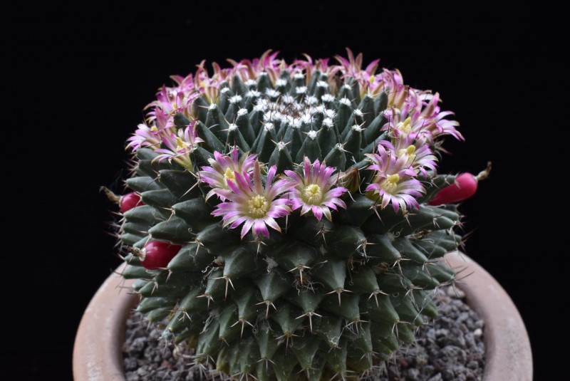 Mammillaria polyedra ML 346