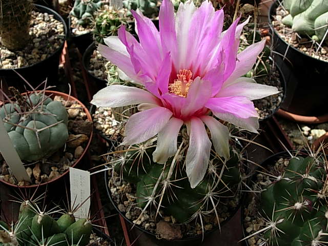 thelocactus bicolor v. commodus 