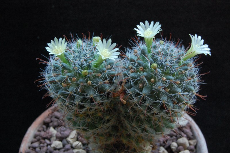 mammillaria sp.