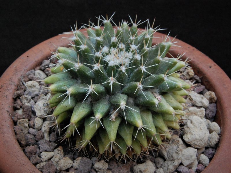 Mammillaria roseoalba REP 1279