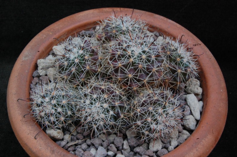 mammillaria beneckei v. multiceps