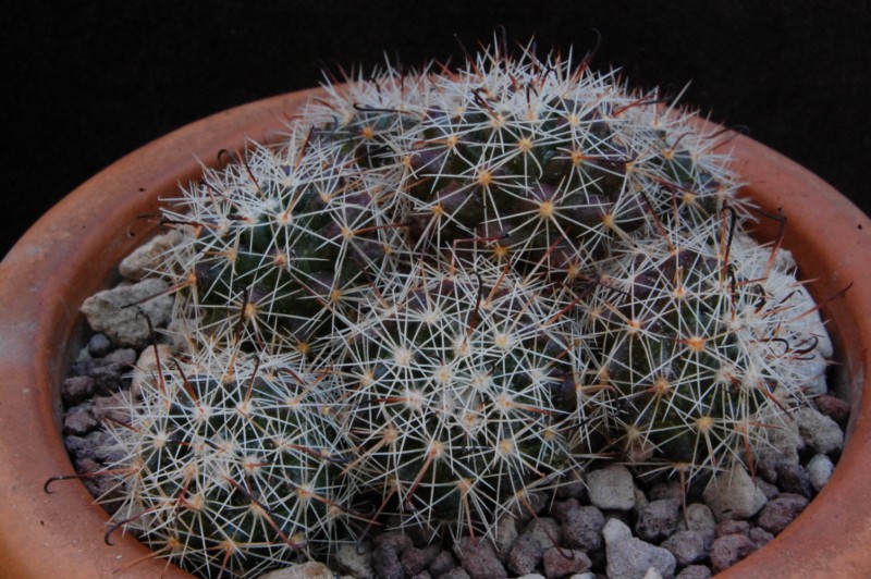 Mammillaria beneckei v. multiceps WH 139