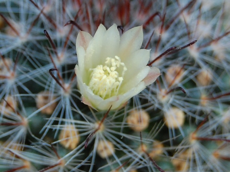 Mammillaria seideliana REP 1252