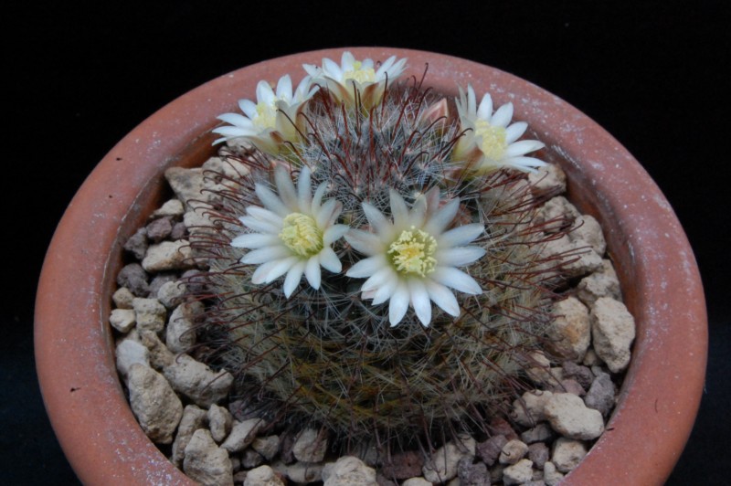 Mammillaria seideliana REP 1252