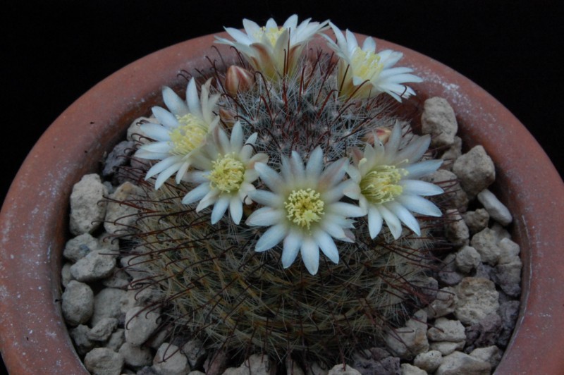 Mammillaria seideliana REP 1252