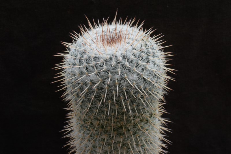 Mammillaria albata ML 503