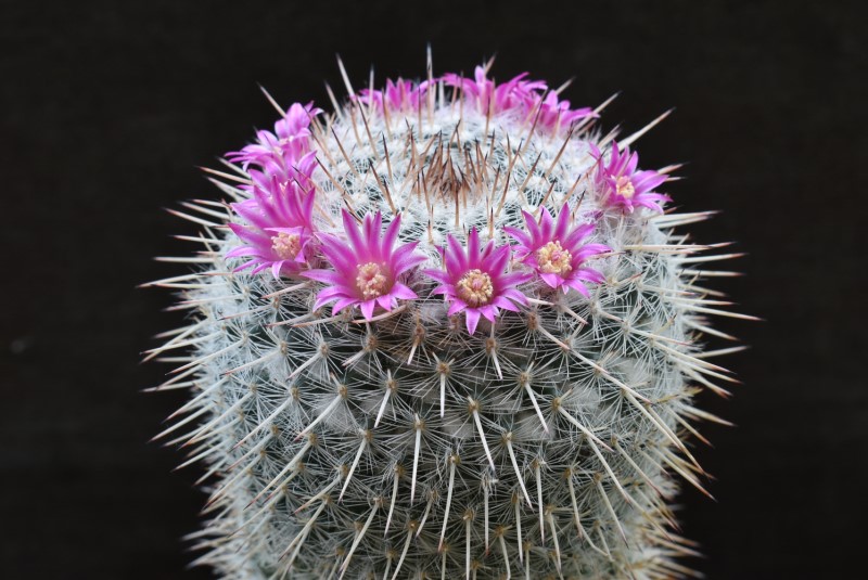 Mammillaria albata ML 503