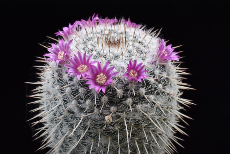 Mammillaria albata ML 503