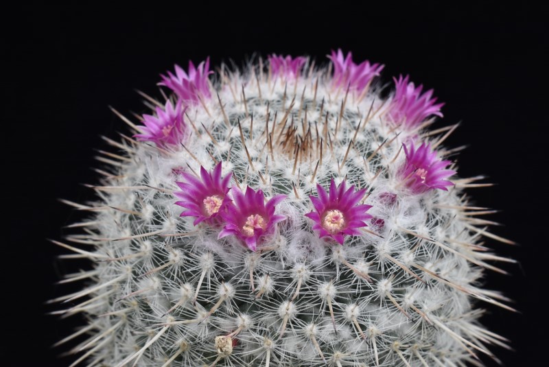 Mammillaria albata ML 503