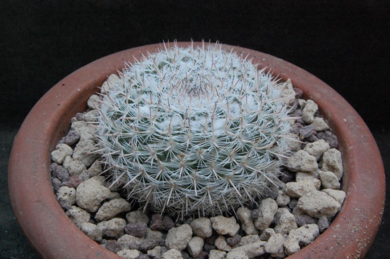 Mammillaria albata ML 503