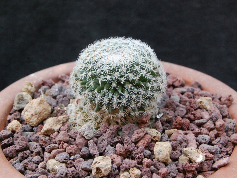 Mammillaria formosa ssp. microthele ML 510