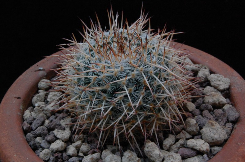 Mammillaria parkinsonii WH 91