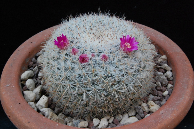 Mammillaria saetigera ROG 249