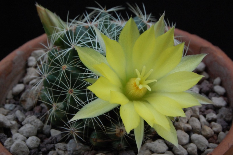 Mammillaria sphaerica GL 40