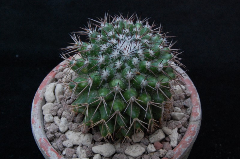 Mammillaria tetracantha 