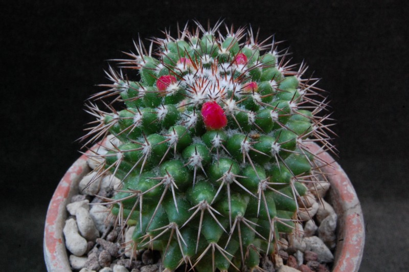 Mammillaria tetracantha 