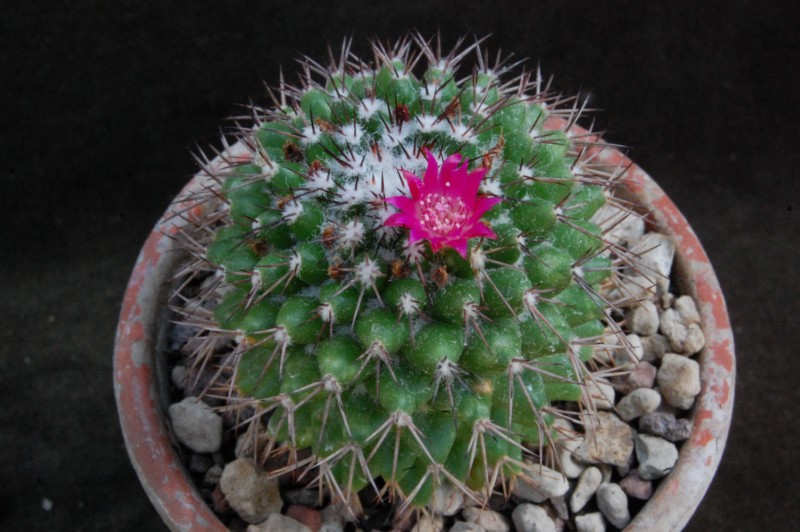 Mammillaria tetracantha 