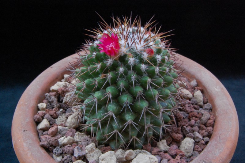 Mammillaria tetracantha 