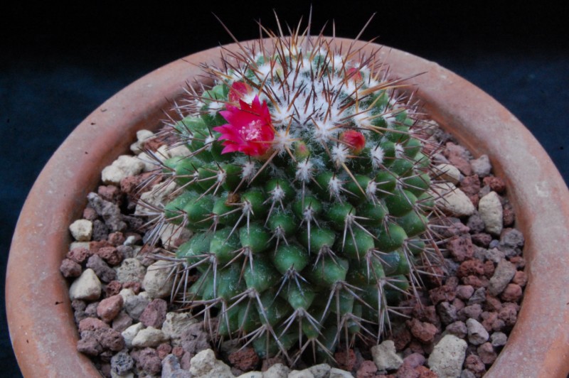 Mammillaria tetracantha 