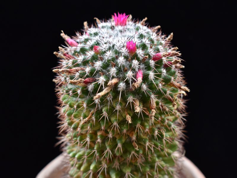 Mammillaria tetracantha 