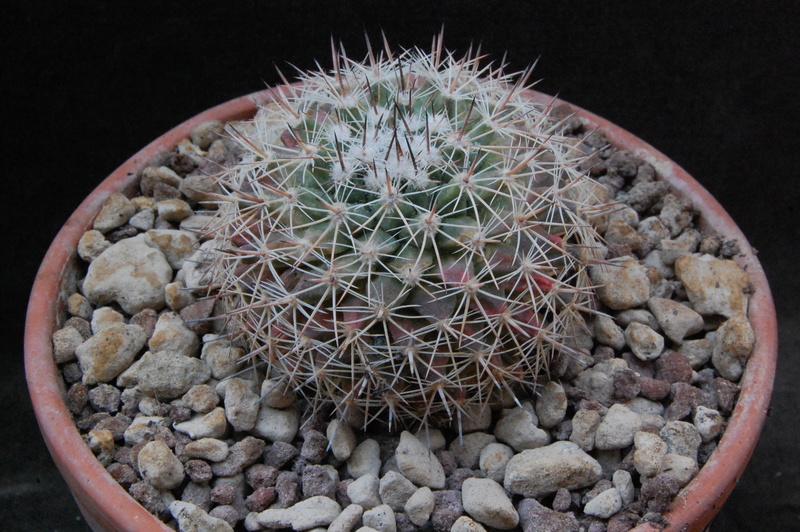 Mammillaria grusonii WH 38