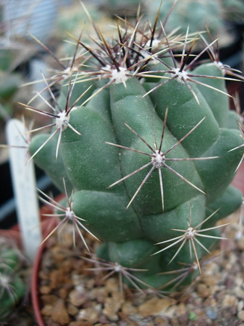 Thelocactus sanchez-mejoradae 