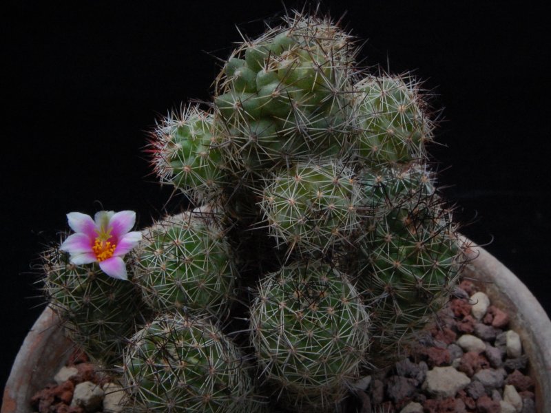 Mammillaria mazatlanensis ssp. patonii 