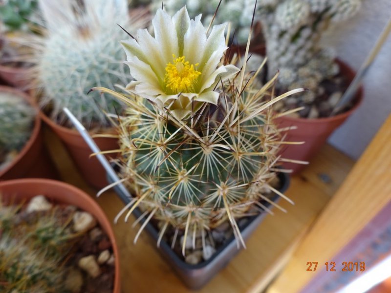 ancistrocactus megarhizus