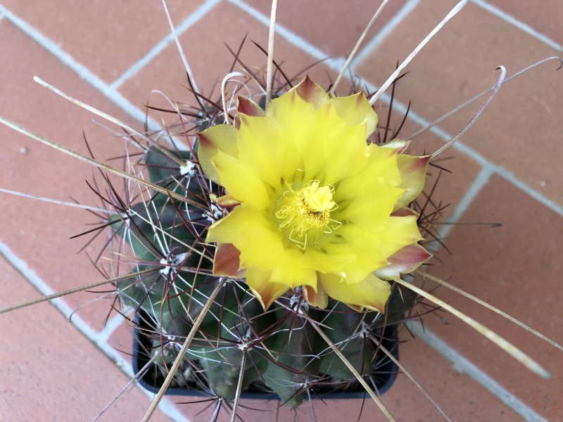 Ferocactus hamatacanthus 