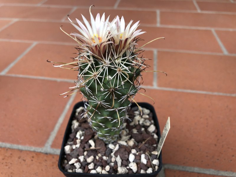 Coryphantha ancistracantha 