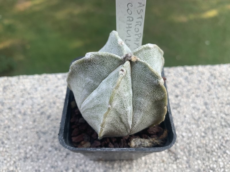 astrophytum coahuilense