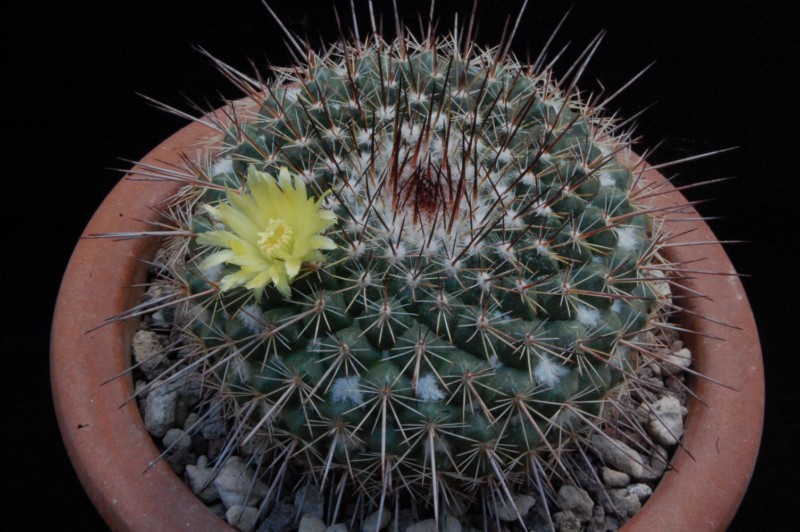 Mammillaria cobrensis LAU 1135