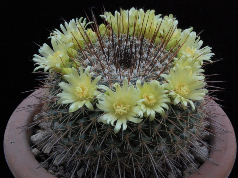 Mammillaria cobrensis LAU 1135